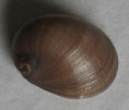 /products/neripteron-holosericeum-garrett-1872/