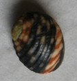/products/nerita-plicata-linnaeus-17581/