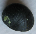 /products/nerita-atterrima-linne-1758/