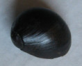 /products/vittina-gagates-lamarck-1810/