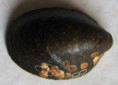 /products/septaris-borbonica-vincent-1803/