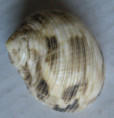 /products/nerita-undata-linnaeus-17582/