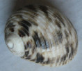 /products/nerita-undata-linnaeus-1758/