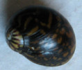 /products/clithon-variegata/