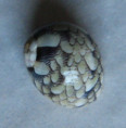 /products/vitta-meleagris-1-lamarck-1822/