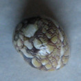 /products/vitta-meleagris-2-lamarck-1822/
