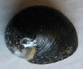 /products/nerita-incerta-busch-philippi-18441/