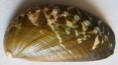 /products/haliotis-asinina-linnaeus-17581/