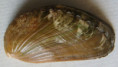 /products/haliotis-asinina-linnaeus-17582/