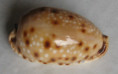 /products/cypraea-gangranosa-f-annosa-dillwyn-18171/