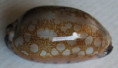 /products/cypraea-scurra-occidua-meyer-lorenz-2017-new/