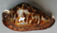 /products/cypraea-fuscodentata-1-gray-1825/