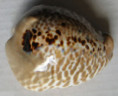 /products/cypraea-mus-bicornis-sowerby-1870/