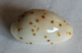 /products/cypraea-punctata-trizonata-sowerby-18702/