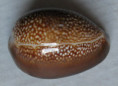 /products/cypraea-caputdraconis-melwill-18882/