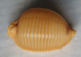 /products/cypraea-childreni-gray-18253/