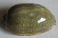 /products/cypraea-eglantina-duclos-1833-/