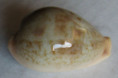 /products/cypraea-subviridis-reeve-l-a-18351/