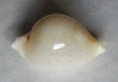/products/cypraea-marginata-gaskoin-18491/