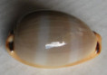 /products/cypraea-lurida-oceanica-f-a-schilder-1930/