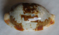 /products/cypraea-stolida-rubiginosa-gmelin-1791/