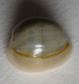 /products/cypraea-annulus-linnaeus-1758/