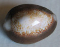 /products/cypraea-caputserpentis-argentata-dautzenberg-bouge-19931/