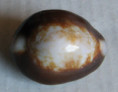 /products/cypraea-caputserpentis-argentata-dautzenberg-bouge-1993/