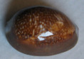 /products/cypraea-caputdraconis-melwill-18884/