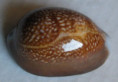 /products/cypraea-caputdraconis-melwill-18881/