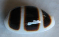 /products/cypraea-asellus-2-linnaeus-1758/