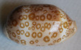 /products/cypraea-argus-contrastriata-perry-1811/