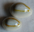 /products/cypraea-sublitorea-lorenz-1998/