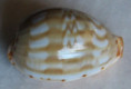 /products/cypraea-ziczac-lamarck-1810/