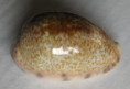 /products/cypraea-zonaria-gmelin-1791/