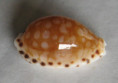 /products/cypraea-cumingii-astaryi-schilder-19712/