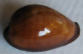 /products/cypraea-adusta-lamarck-1810/