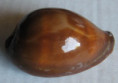 /products/cypraea-adusta-1-lamarck-1810/