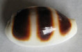 /products/cypraea-asellus-linnaeus-17581/