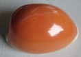 /products/cypraea-aurantium-gmelin-17912/