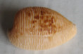 /products/cypraea-capensis-gray-1828/