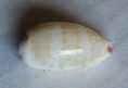 /products/cypraea-hammondae-raysummersi-1-schilder-1960/