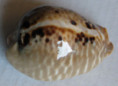 /products/cypraea-mus-linnaeus-1758/