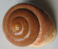 /products/ryssota-otaheitana-ferussac-1821/