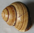 /products/cochlostyla-pan-broderip-1841/
