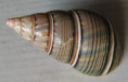 /products/liguus-fasciatus-trinidadense-m-l-jaume-1952/