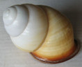 /products/helicostyla-marinduquensis-hidalgo-1887/