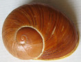 /products/helicophanta-vesicalis-lamarck-1822/