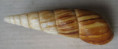 /products/paraclavator-obtusatus-gmelin-1791/