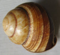 /products/cochlostyla-pan-broderip-1841-2/
